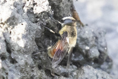 Eristalis anthophorina