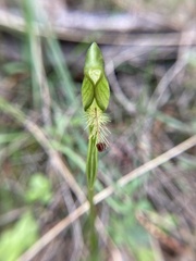 Pterostylis plumosa