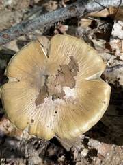 Cortinarius caperatus