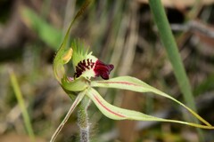 Caladenia parva