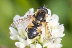 Helophilus lapponicus