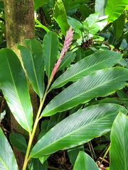 Alpinia