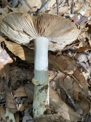 Cortinarius caperatus
