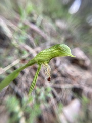 Pterostylis plumosa