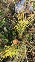 Equisetum arvense