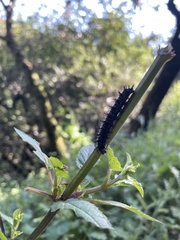Euphydryas chalcedona