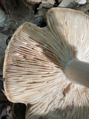 Cortinarius caperatus