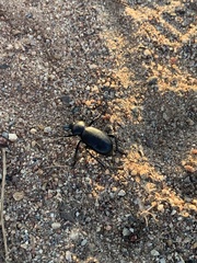 Eleodes grandicollis