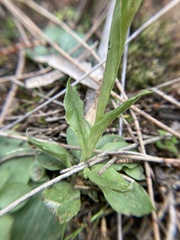 Pterostylis plumosa