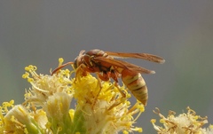 Polistes dorsalis californicus
