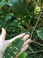 Diplochorella colensoi