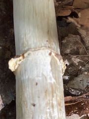 Cortinarius caperatus