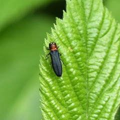 Agrilus ruficollis