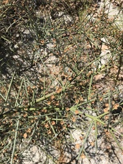 Adolphia californica