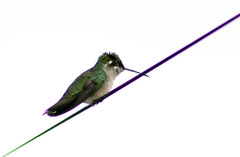 Eugenes fulgens