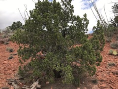 Juniperus monosperma