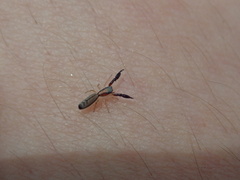 Cheliferoides longimanus