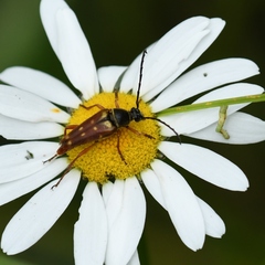 Typocerus