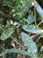 Diplochorella colensoi