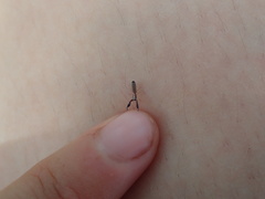 Cheliferoides longimanus