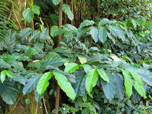Funtumia elastica observed 2022-09-18