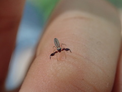 Cheliferoides longimanus