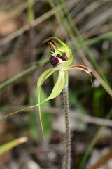 Caladenia parva