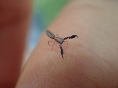 Cheliferoides longimanus