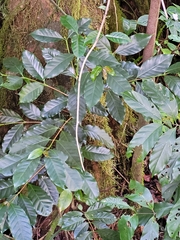 Coffea arabica
