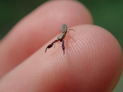 Cheliferoides longimanus