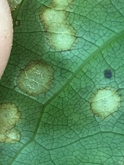 Diplochorella colensoi