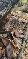 Strobilomyces strobilaceus