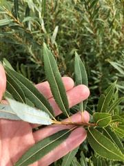 Salix petiolaris
