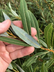 Salix petiolaris