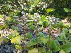 Pyrola