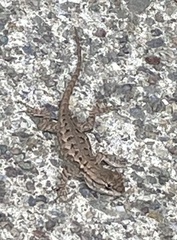 Sceloporus occidentalis bocourtii