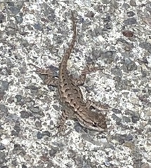 Sceloporus occidentalis bocourtii