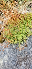 Saxifraga bronchialis