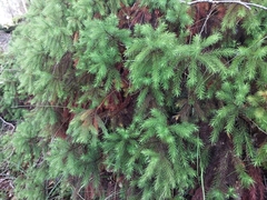 Dendroligotrichum tongariroense