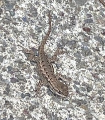 Sceloporus occidentalis bocourtii
