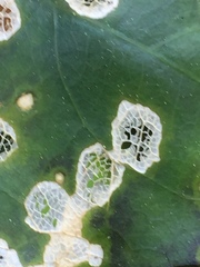 Diplochorella colensoi