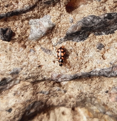 Eriopis serrai
