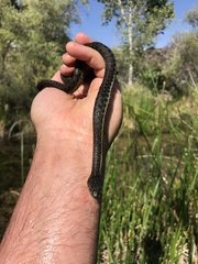 Thamnophis hammondii