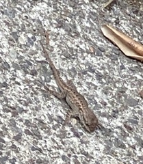 Sceloporus occidentalis bocourtii