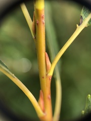 Salix petiolaris