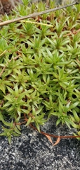 Saxifraga bronchialis