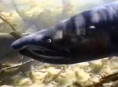 Oncorhynchus kisutch