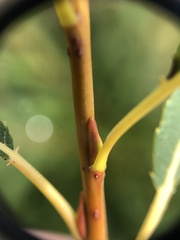 Salix petiolaris