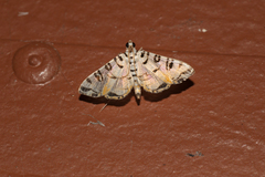Conchylodes hedonialis
