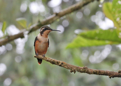 Philodice mitchellii